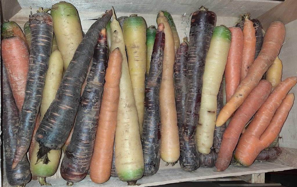 Carotte panachée (unité)